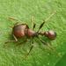 Big-headed Fierce Ant - Photo (c) Philip Herbst, all rights reserved, uploaded by Philip Herbst