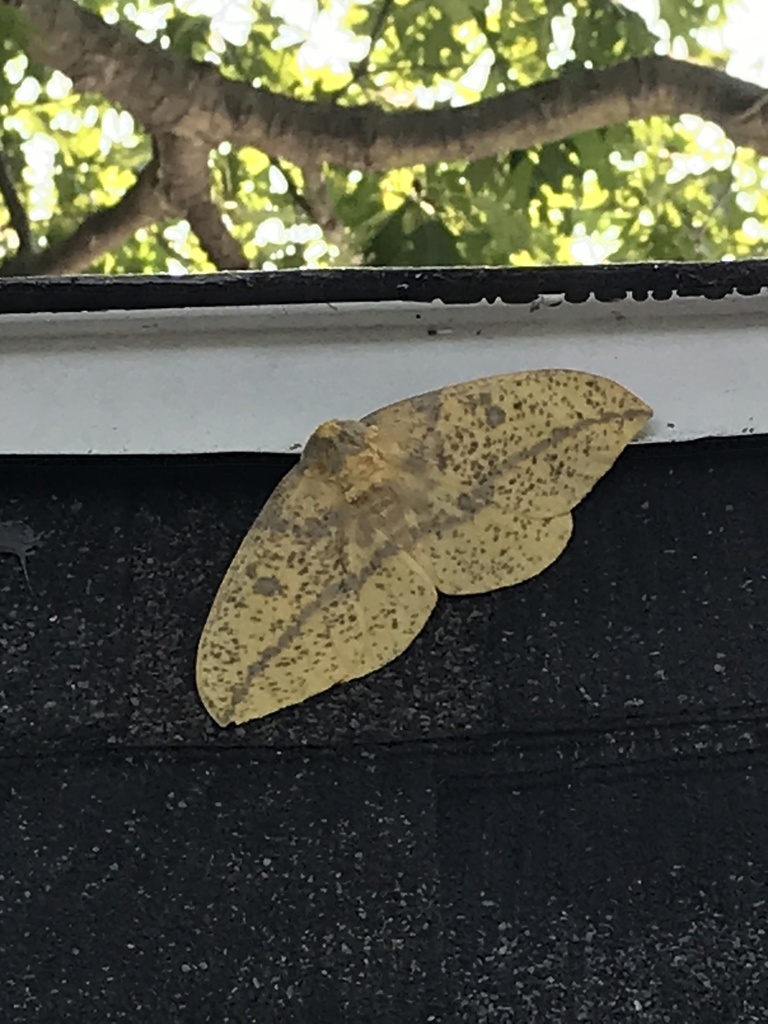 Canadian Imperial Moth In July 2021 By Gecko160 INaturalist   Large 