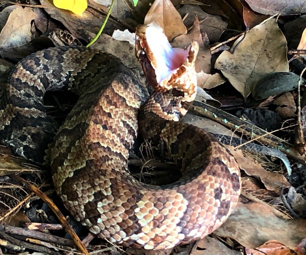 Northern Cottonmouth from CR3, Fairhope, AL, US on November 02, 2020