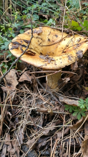 Lactarius mexicanus