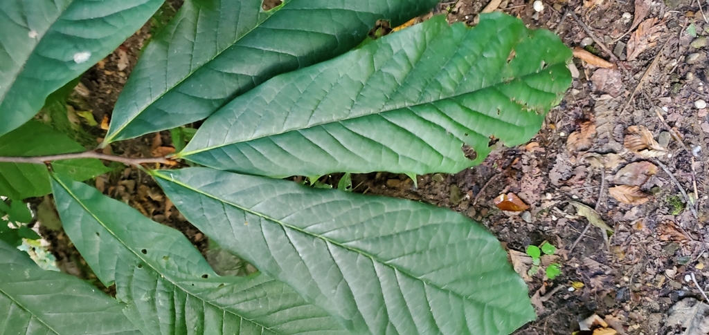 common pawpaw from Adell Durbin Park on September 26, 2021 at 06:32 PM ...