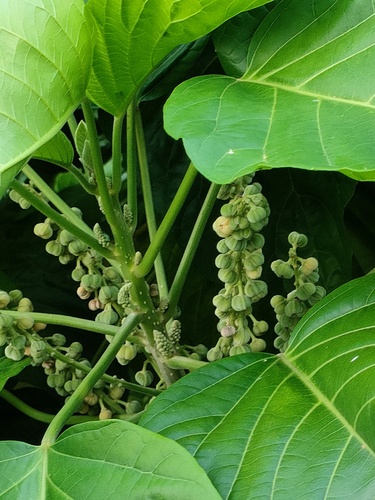 Claoxylon indicum (Reinw. ex Blume) Hassk.