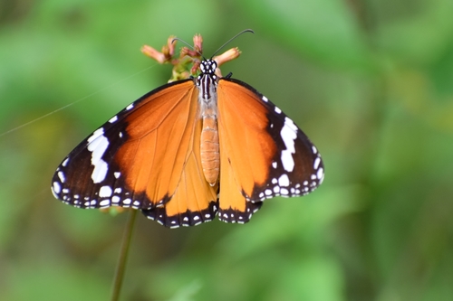 Plain Tiger Butterfly