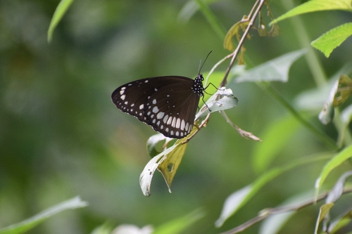 Common Crow