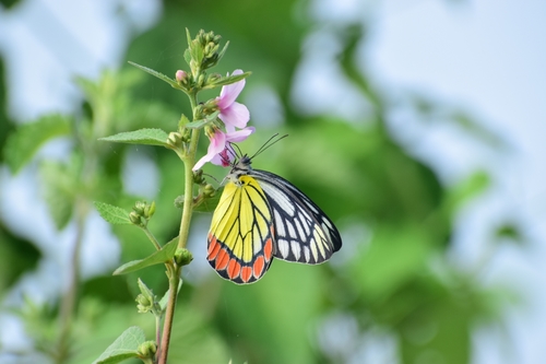 Common Jezebel