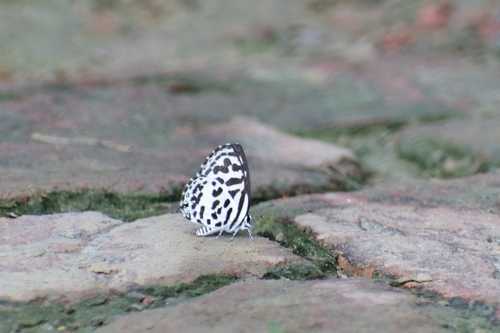 Common Pierrot