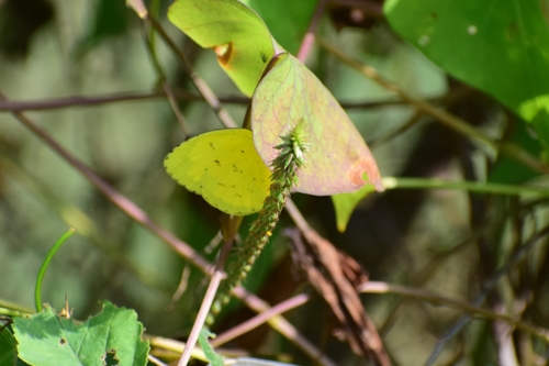 Common Grass Yellow