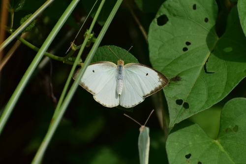 Mottled Emigrant