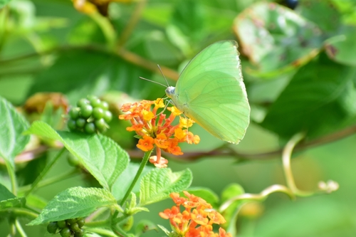 Lemon Migrant