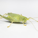 Oak Bush-Cricket - Photo (c) Neil Fisher, all rights reserved, uploaded by Neil Fisher