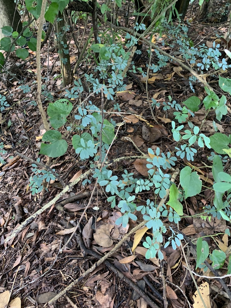 Dalbergia junghuhnii (Dalbergia junghuhnii)