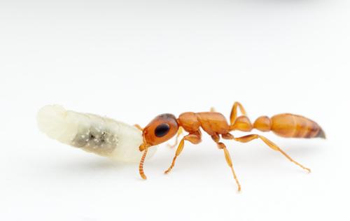 卡佛尔细长蚁Tetraponera caffra
