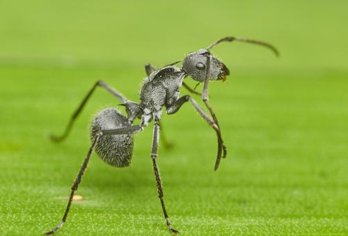 Militaris-group Spiny Sugar Ants