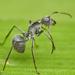 Militaris-group Spiny Sugar Ants - Photo (c) Philip Herbst, all rights reserved, uploaded by Philip Herbst