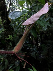 Philodendron squamicaule image