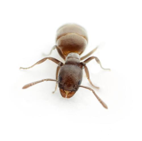 Tapinoma arnoldiTapinoma arnoldi
