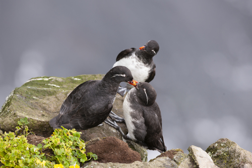 Parakeet Auklet
