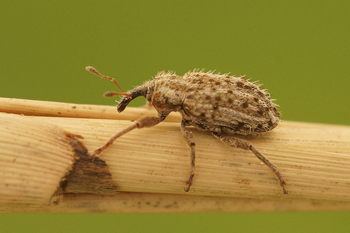Limobius borealis (Paykull & G.de, 1792)