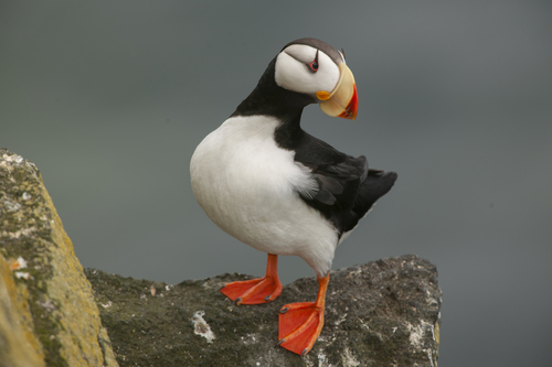 Horned Puffin