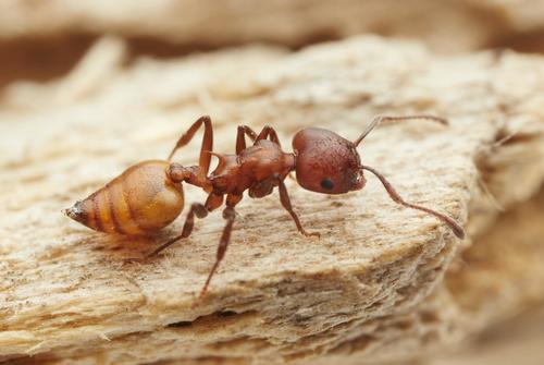 Crematogaster castanea durbanensisCrematogaster castanea durbanensis