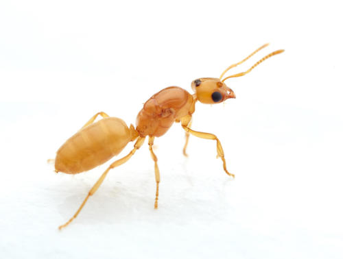 Yellow crazy ant - Wikipedia