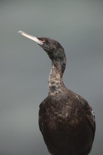Red-faced Cormorant