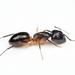 Camponotus bianconii - Photo (c) Philip Herbst, todos los derechos reservados, subido por Philip Herbst