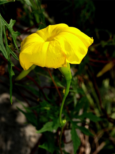 Distimake austinii
