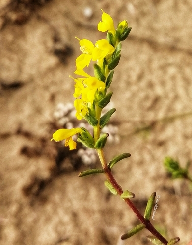 Odontites citrinus