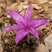 Colchicum variegatum - Photo 由 Konstantinos Kalaentzis 所上傳的 (c) Konstantinos Kalaentzis，保留所有權利