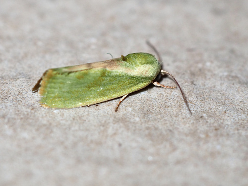 Egyptian Bollworm