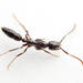細顎針蟻屬 - Photo 由 Philip Herbst 所上傳的 (c) Philip Herbst，保留所有權利