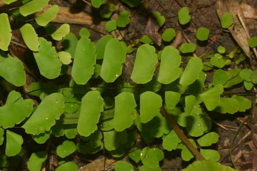 Pteridaceae image