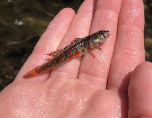 Iowa Darter