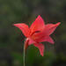 Gladiolus meridionalis - Photo (c) Chris Whitehouse, todos los derechos reservados, uploaded by Chris Whitehouse