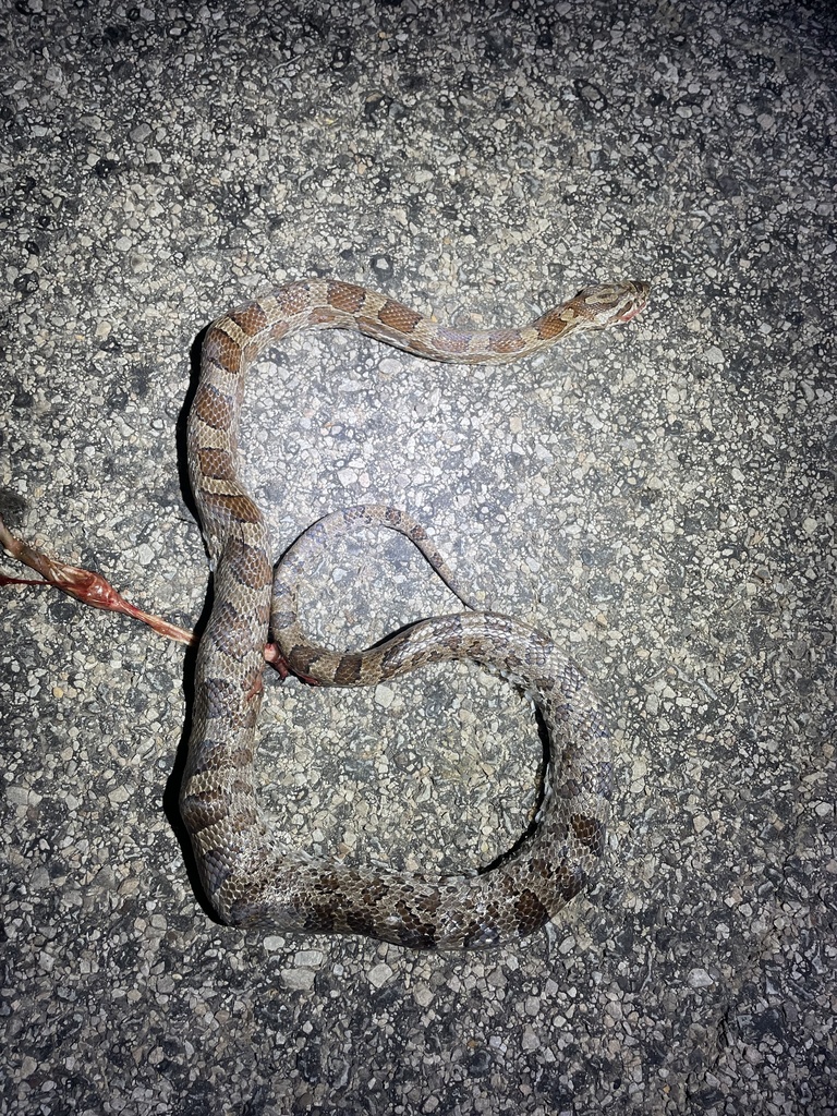 Slowinski's Cornsnake in September 2021 by Calvin Vick · iNaturalist