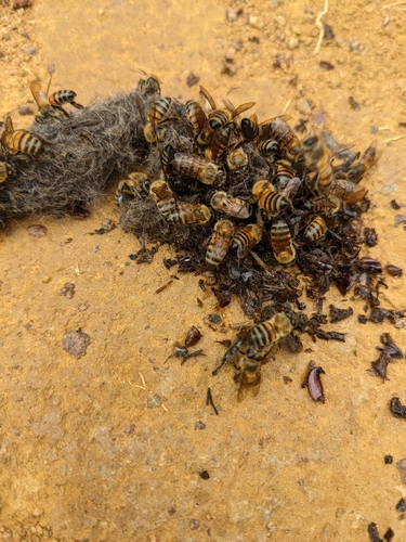 Western Honey Bee