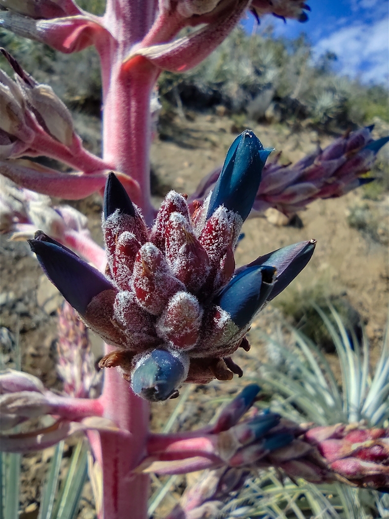 ビリー プヤ セルーレア 6ヘッド 大株 プヤ セルーレアpuya coerulea美