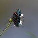 Mariposa Festiva - Photo (c) sabrewing, todos los derechos reservados, subido por sabrewing