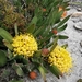 Leucospermum hypophyllocarpodendron - Photo (c) Lucy Schnell, todos los derechos reservados, subido por Lucy Schnell