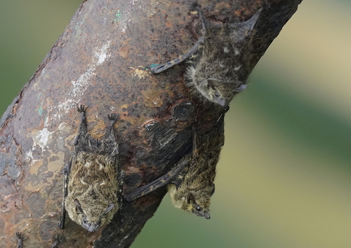 Proboscis Bat