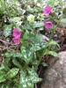 Lungwort - Photo (c) a, all rights reserved, uploaded by a
