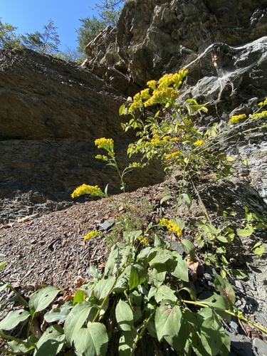 Solidago arguta var. harrisii