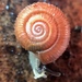 Sydney Copper Pinwheel Snail - Photo (c) John Smith, all rights reserved, uploaded by John Smith