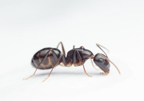 Camponotus dicksoniCamponotus dicksoni