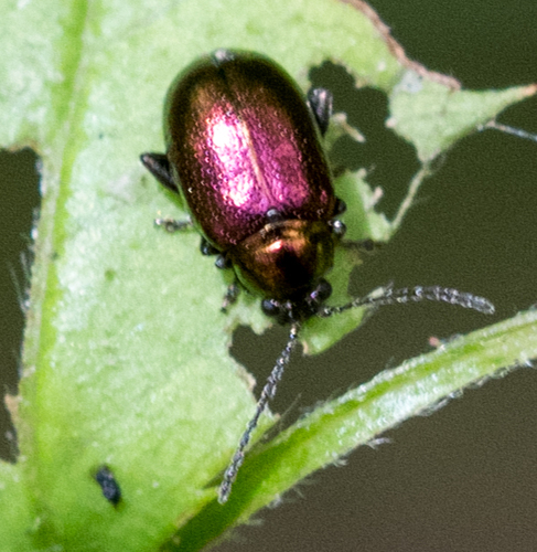 Rose Flea Beetle