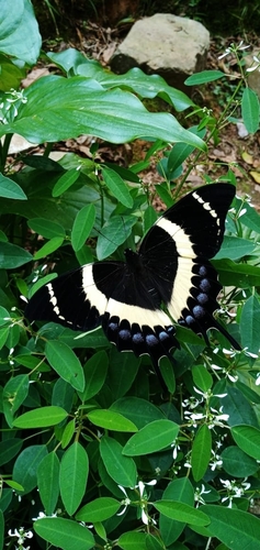 Papilio garamas image