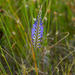 Micranthus filifolius - Photo (c) Chris Whitehouse, כל הזכויות שמורות, הועלה על ידי Chris Whitehouse
