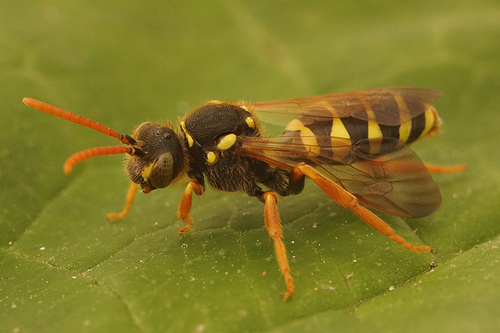 Gooden's Nomad Bee