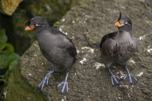 Crested Auklet